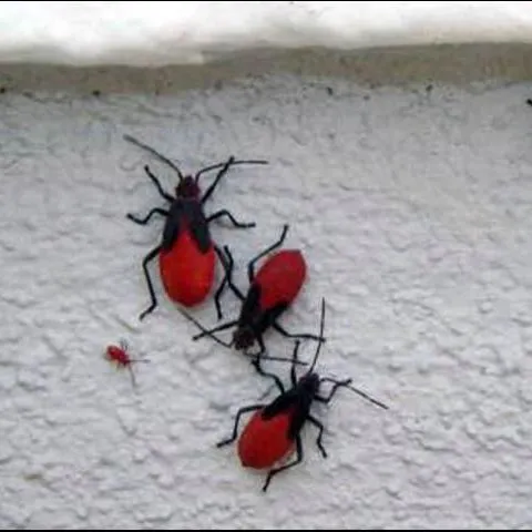 thumbnail for publication: Scentless Plant Bugs, Jadera sp. (Insecta: Hemiptera: Rhopalidae)